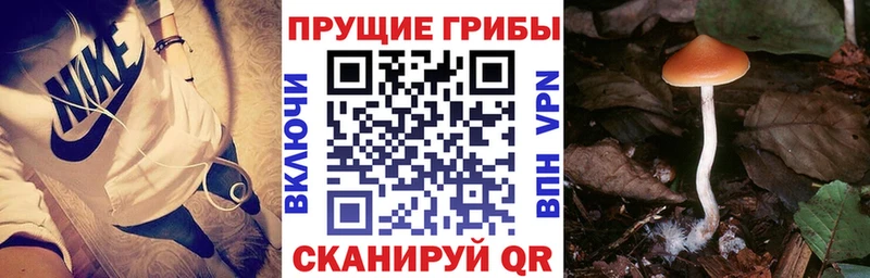 блэк спрут онион  где найти   Северо-Курильск  дарк нет официальный сайт  Псилоцибиновые грибы GOLDEN TEACHER 